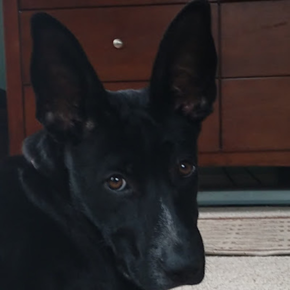 Meet your Posher, Laila - Picture 1 of 1